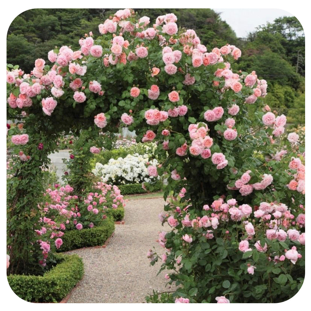 Strawberry Hill by David Austin (Climber)