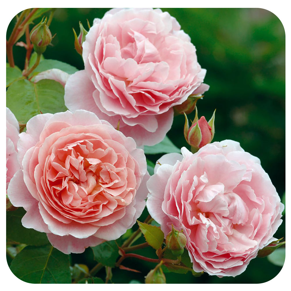 Strawberry Hill by David Austin (Climber)