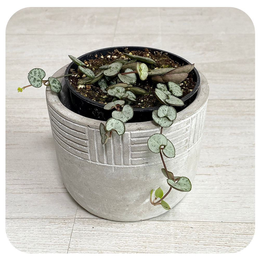 String of Hearts (Ceropegia woodii)