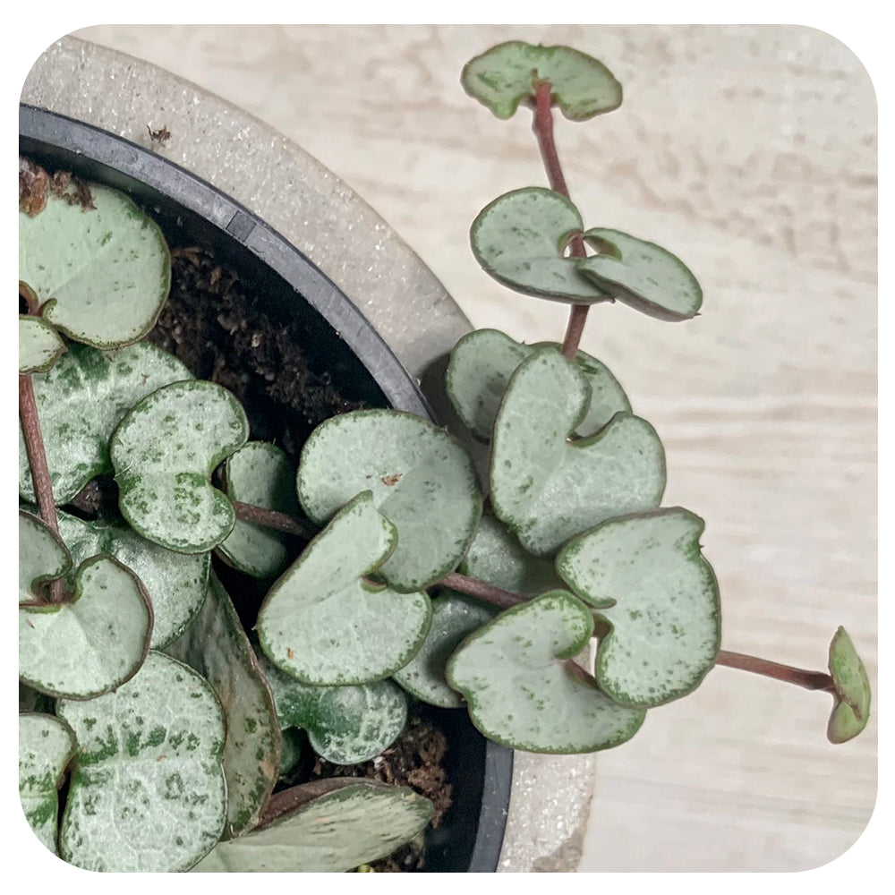 String of Hearts (Ceropegia woodii)