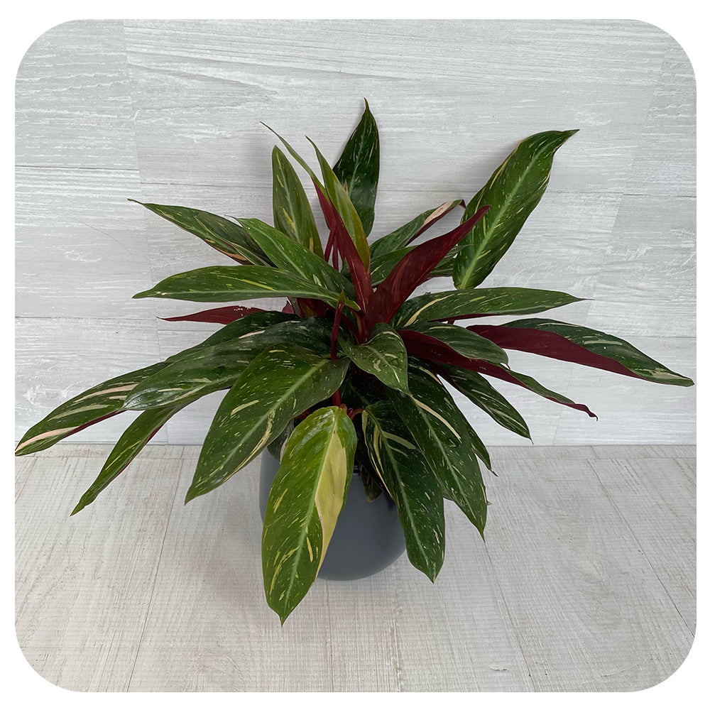 Stromanthe Magic Star