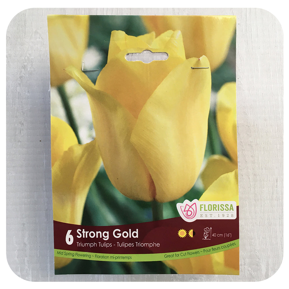 Tulip 'Strong Gold'