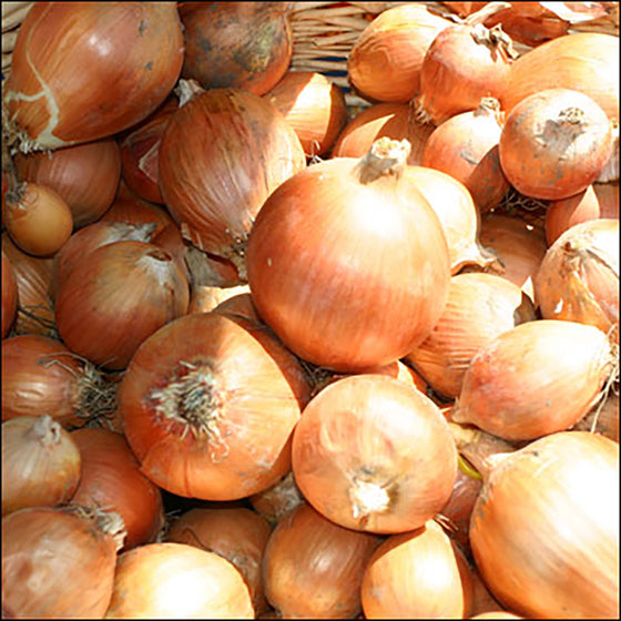 Onion, Yellow  (Organic)