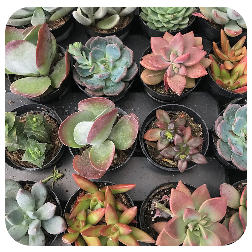 Succulents - Assorted 2.5" - 3.5" (ONT)