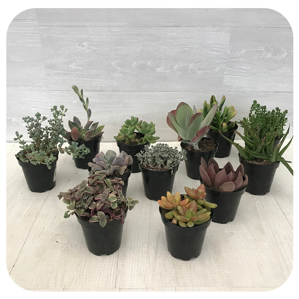 Succulents - Assorted 4"