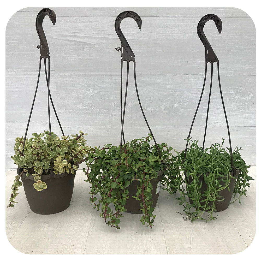 Succulent Hanging Basket - Assorted