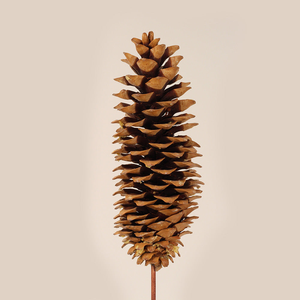 Sugar Cone on Stem – Natural