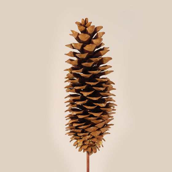 Sugar Cone on Stem – Natural