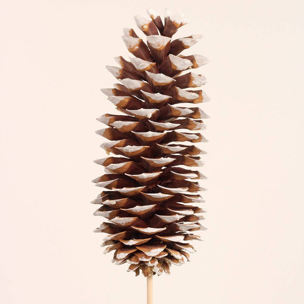 Sugar Cone on Stem – White Tipped