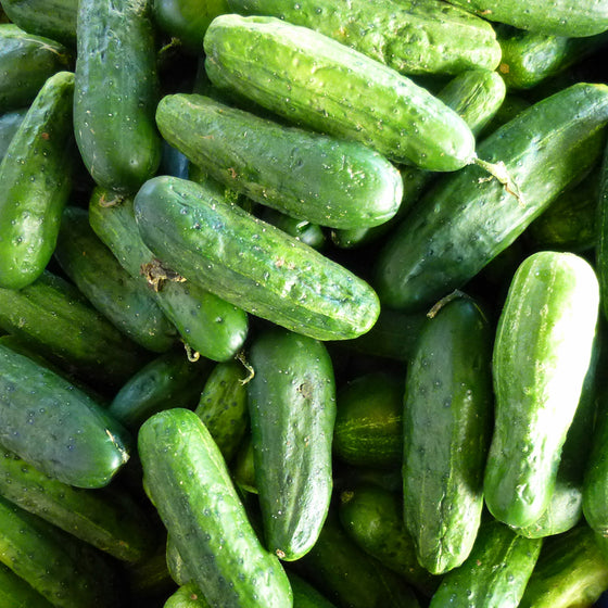 Pickling Cucumber (Organic)