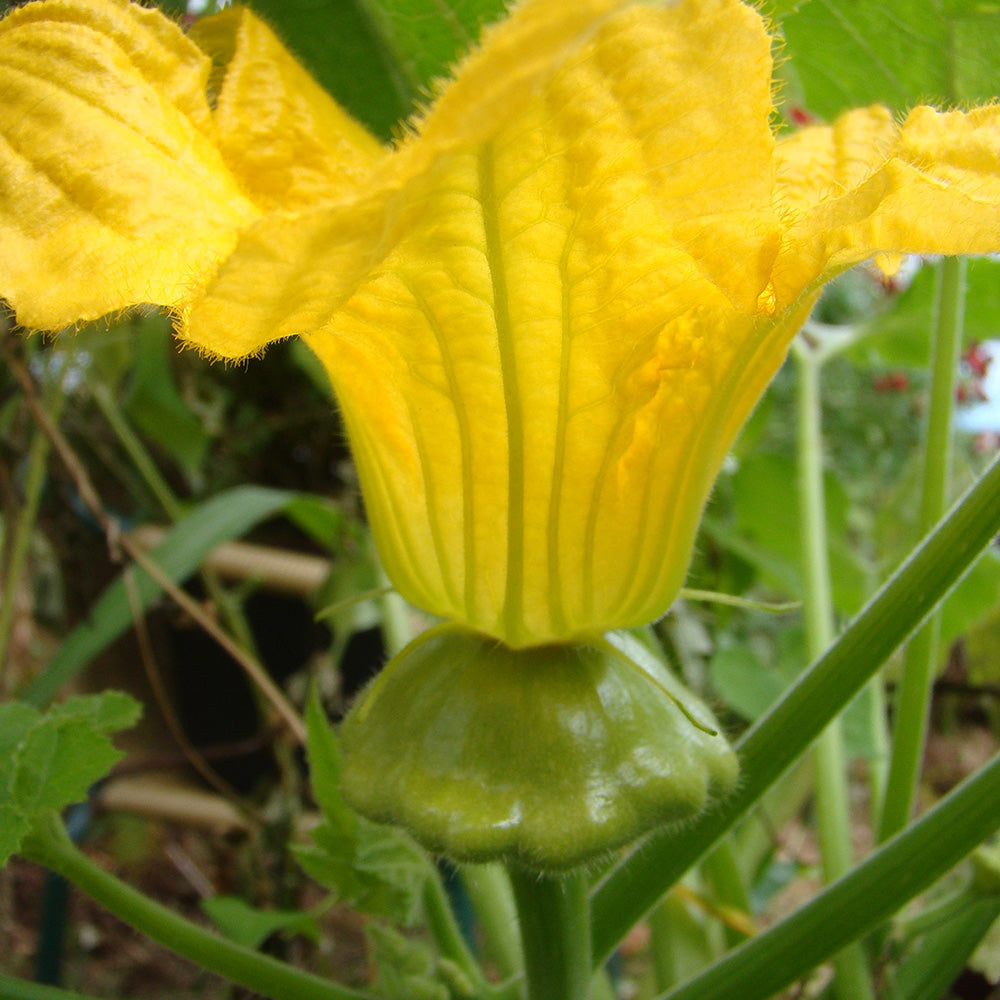 Squash Sunburst Patty Pan (Organic)