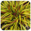 Japanese Forest Grass ‘Sunflare’ (Hakonechloa macra)