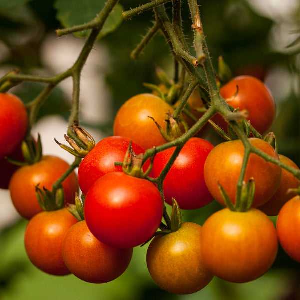 Brandywine Tomato (Organic) - Davenport Garden Centre