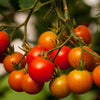 Cherry Tomato Sweet 100s  (Organic)