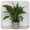 Peace Lily 'Sweet Pablo'