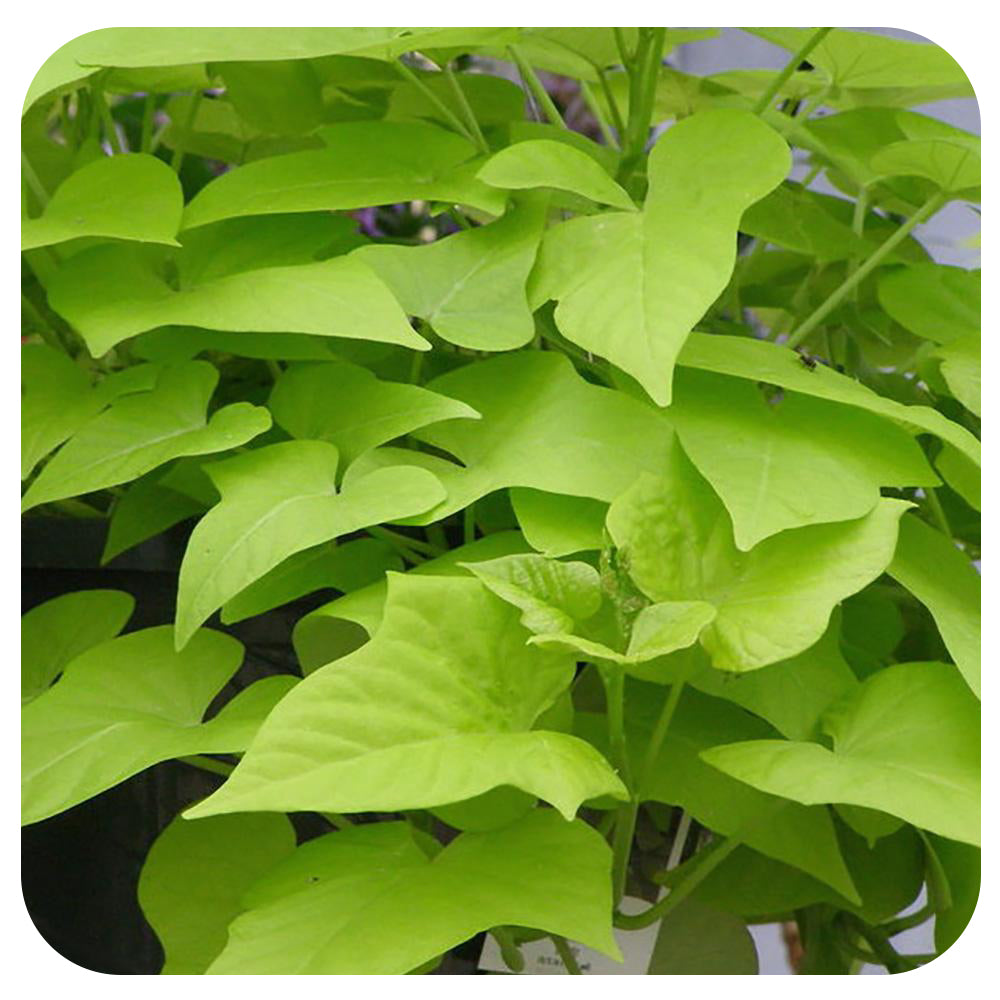 Sweet Potato Vine (Ipomoea)