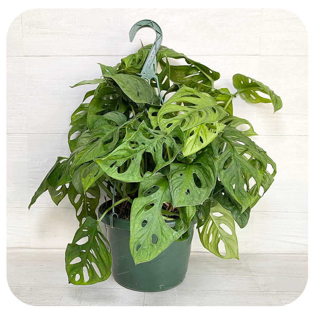 Philodendron Adansoniii 'Swiss Cheese' Hanging Basket