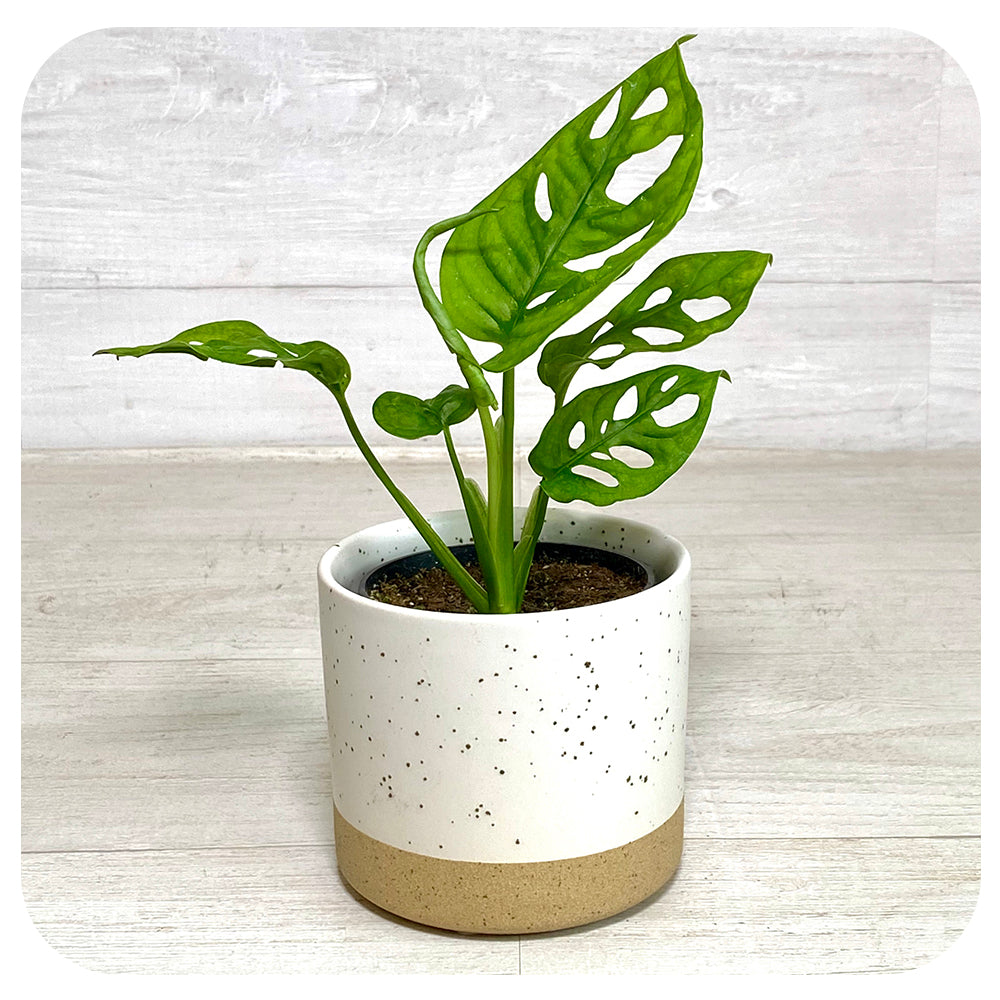 Philodendron adansonii ‘Swiss Cheese’