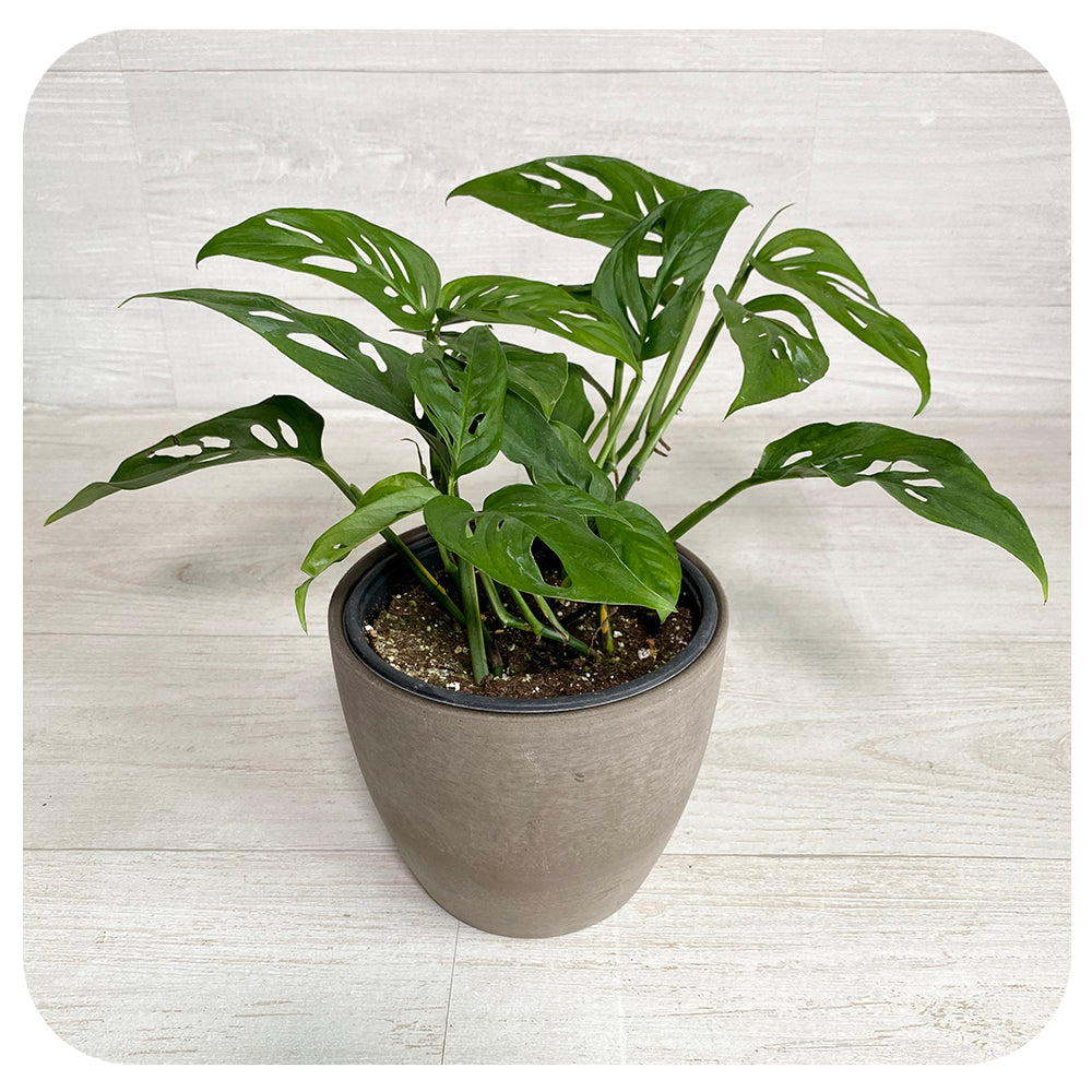 adansonii philodendron Philodendron adansonii 'Swiss Cheese'