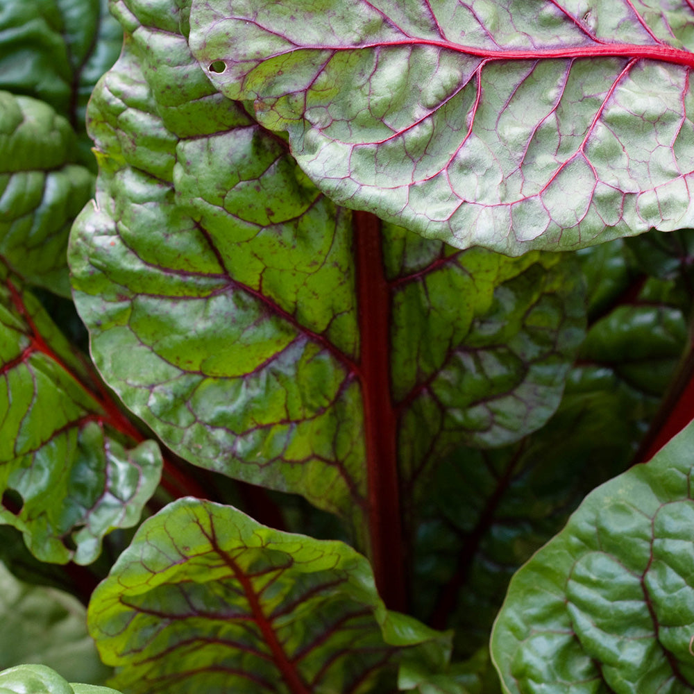 Swiss Chard  'Bright Lights or Rainbow (Organic)