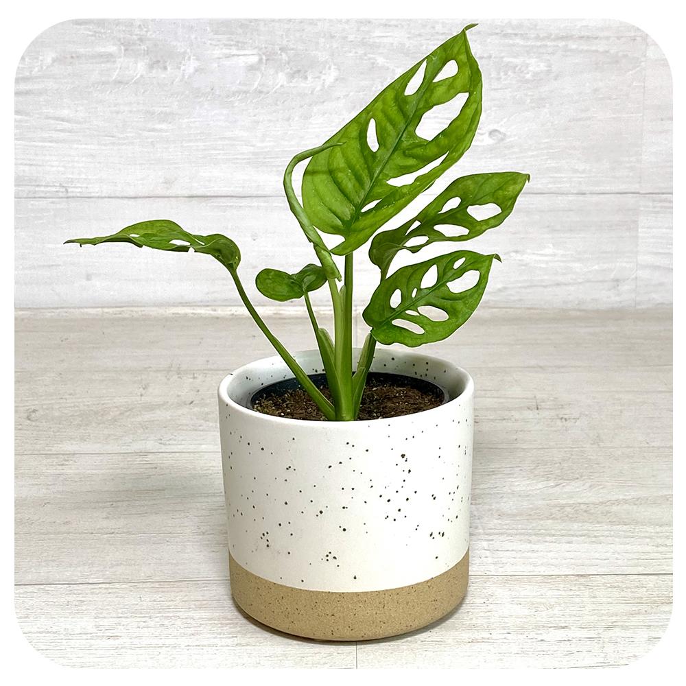 Philodendron adansonii ‘Swiss Cheese’