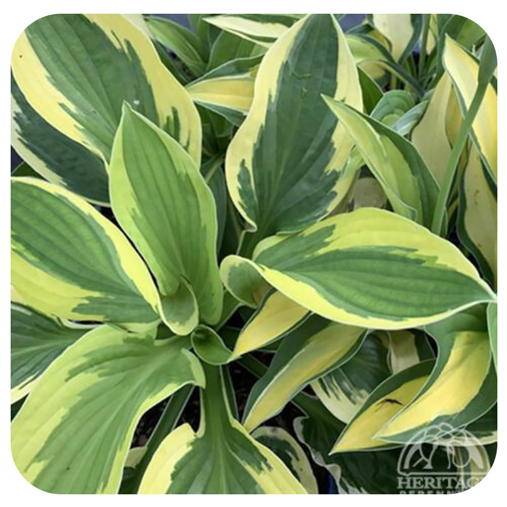 Hosta 'T-Dawg'