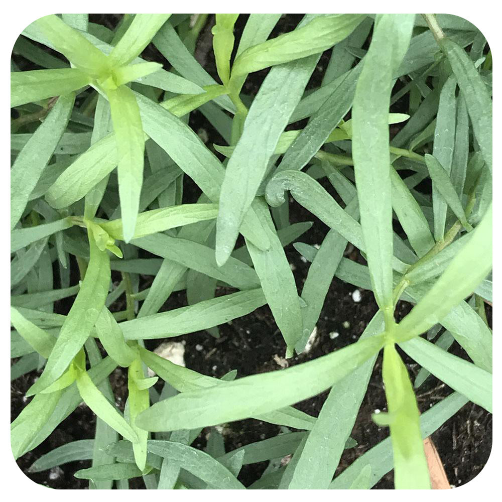 French Tarragon (Vicki's Veggies Organic)