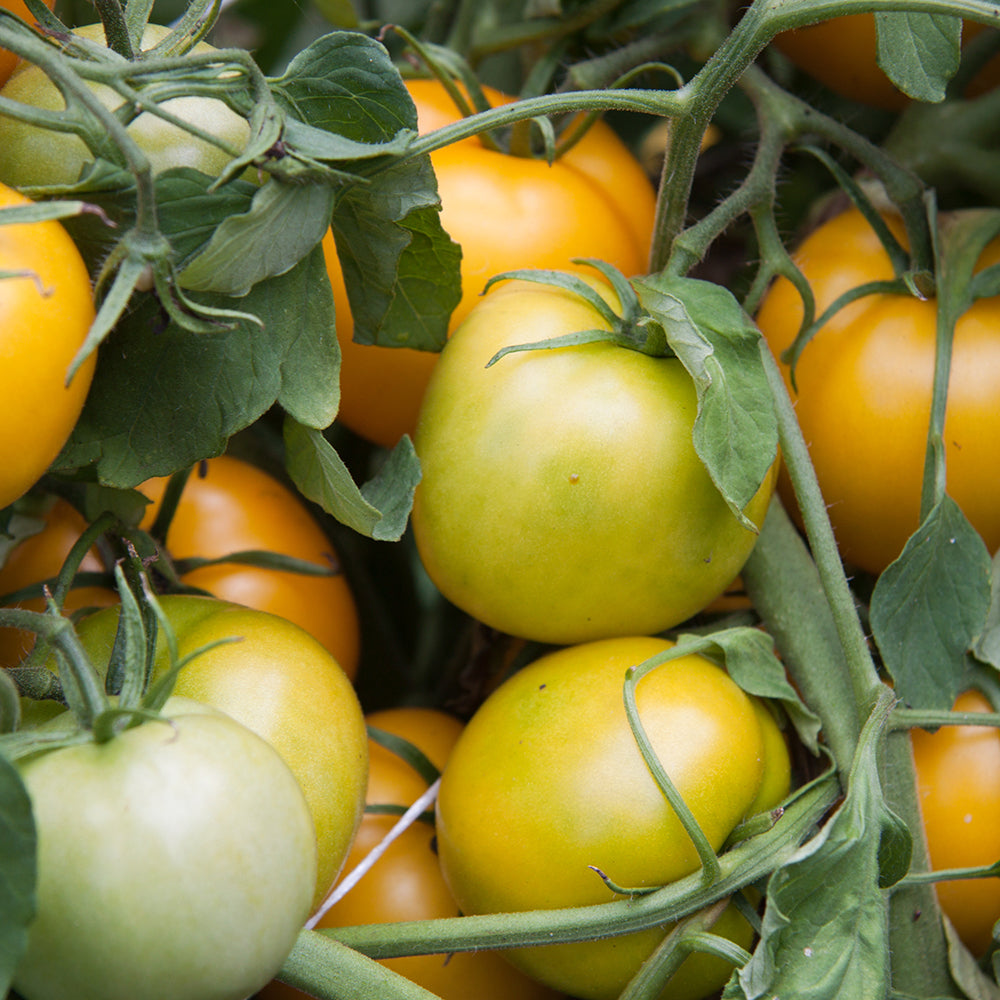 Taxi Tomato - Organic