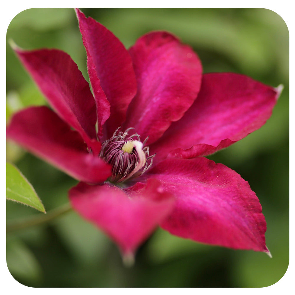 Clematis 'Tekla'