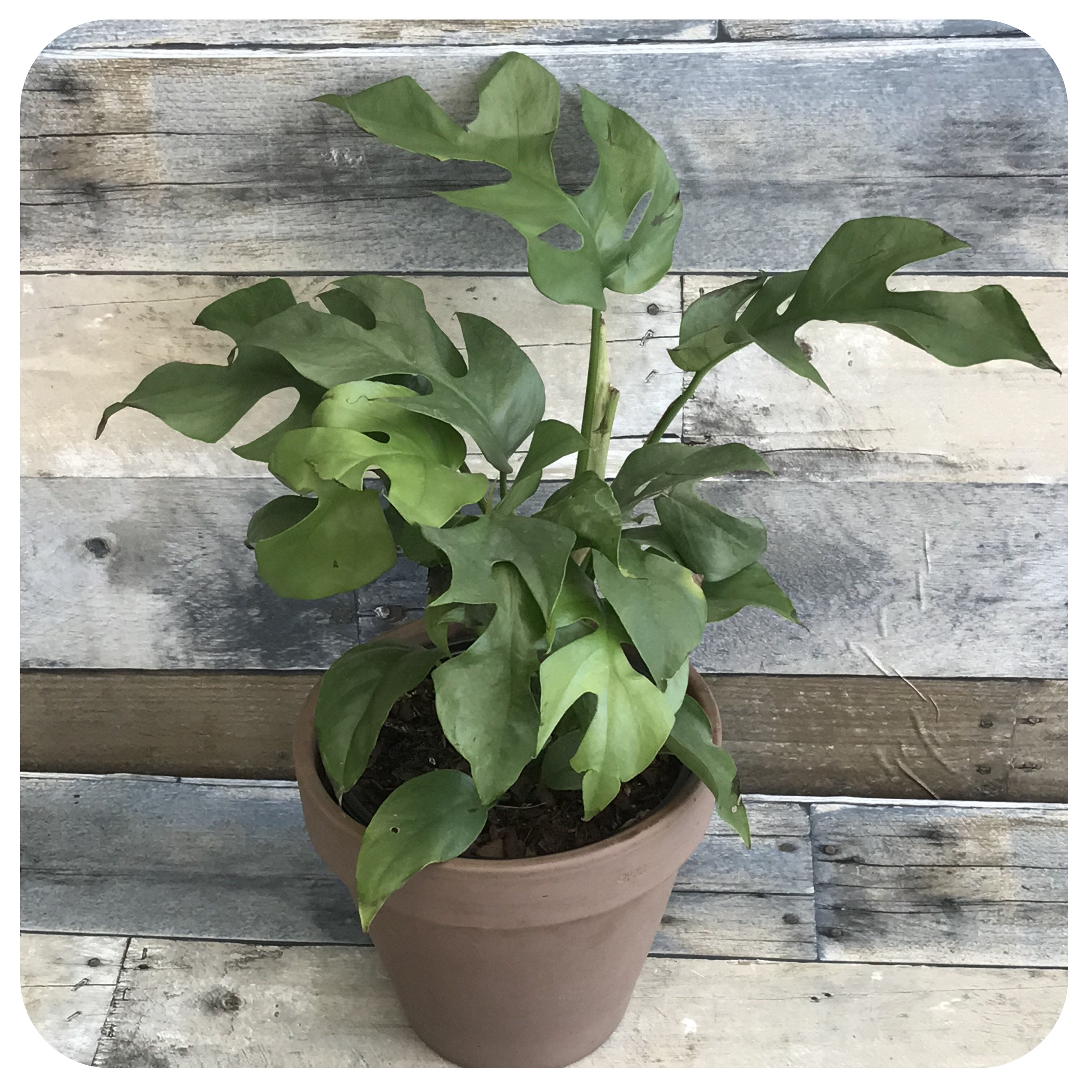 ginny philodendron Philodendron Ginny (Rhaphidora Tetrasperma)