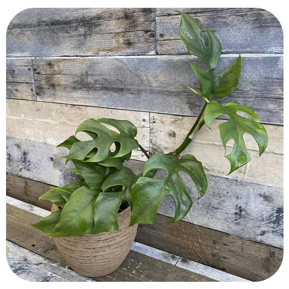 philodendron ginny Philodendron Ginny (Rhaphidora Tetrasperma)