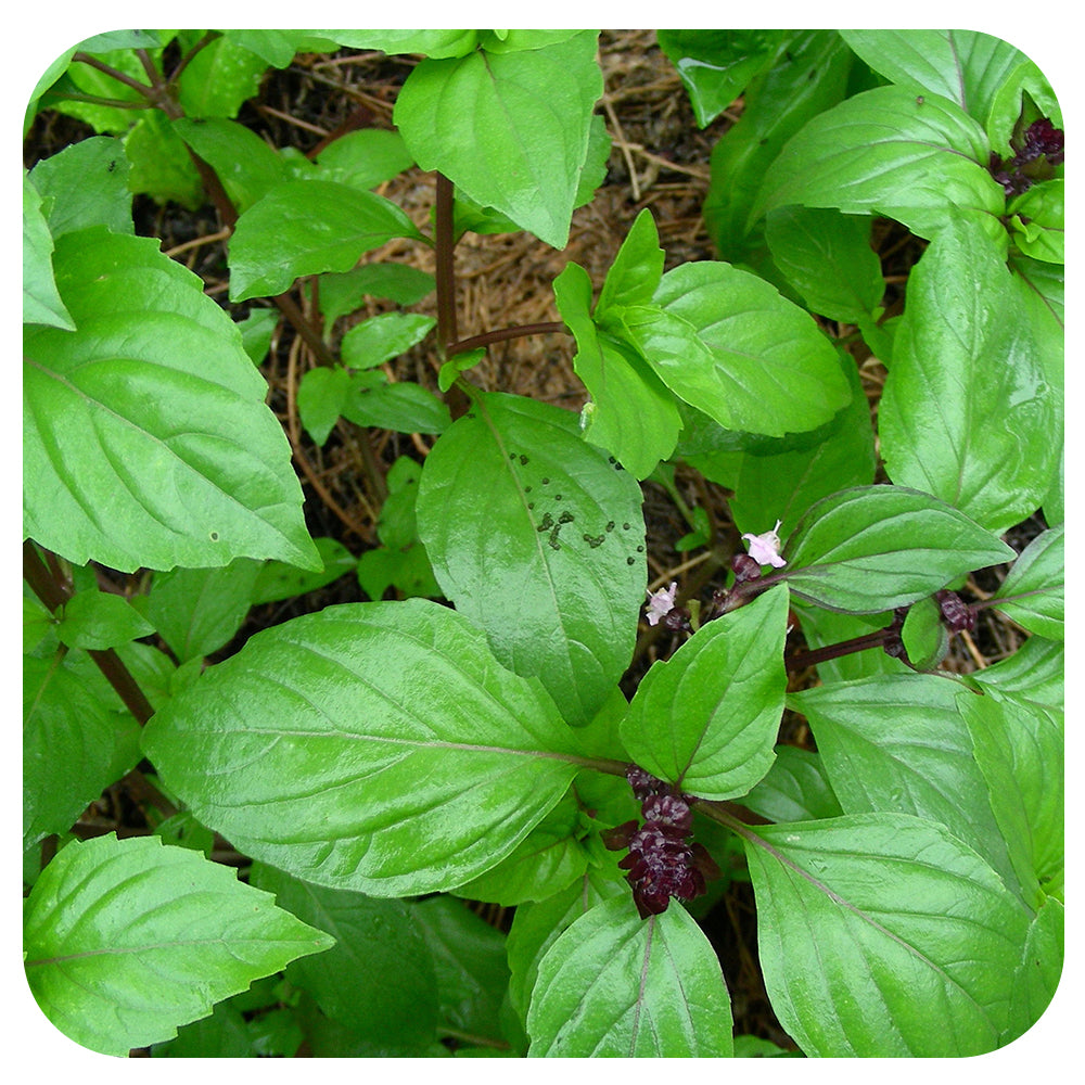 Thai Basil (Organic)