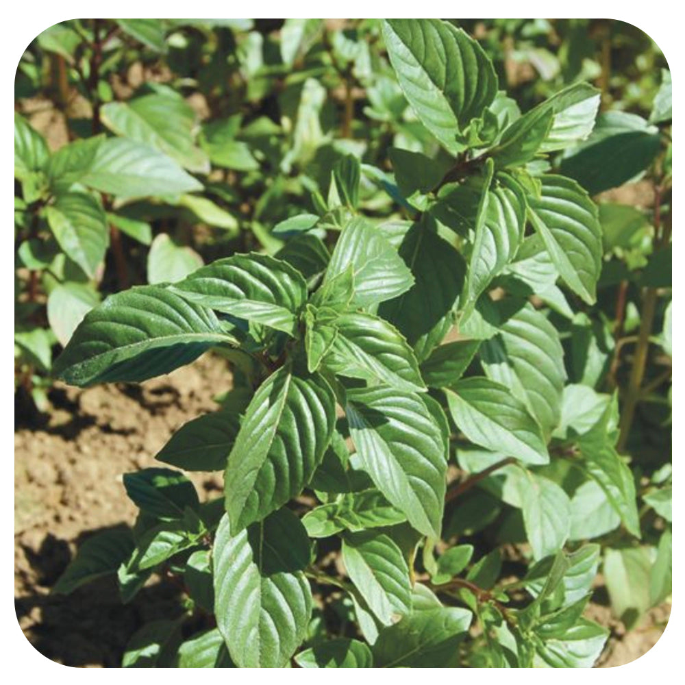 Thai Basil Seeds (Organic)