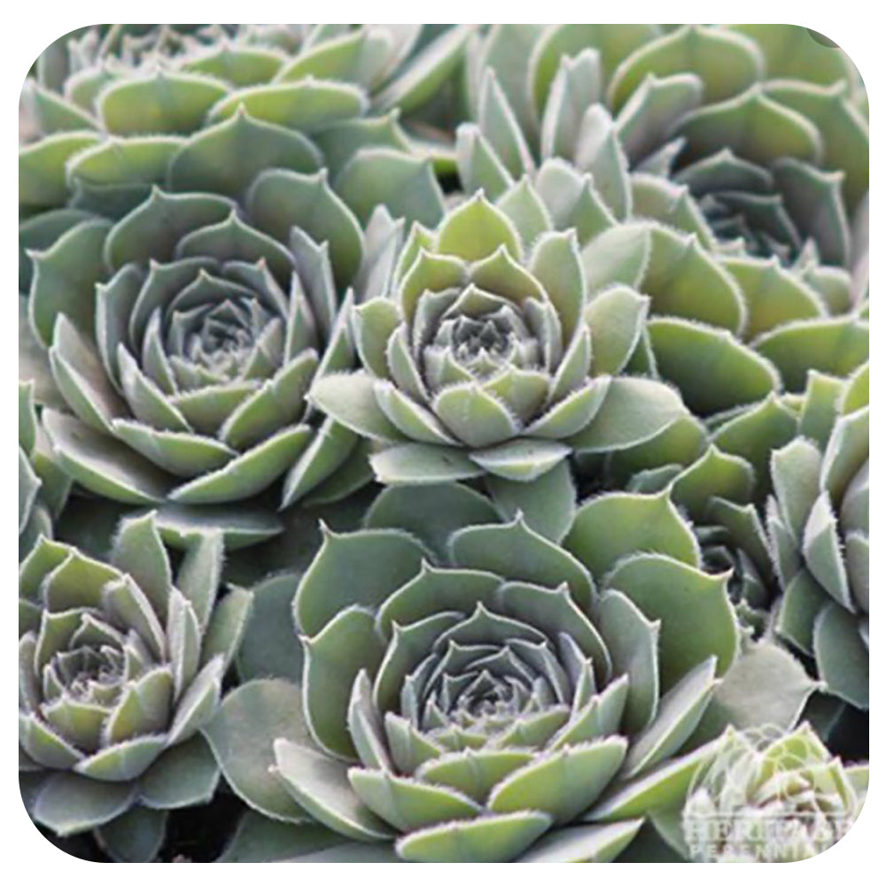 Hens and Chicks  'Thunder' (Sempervivum)