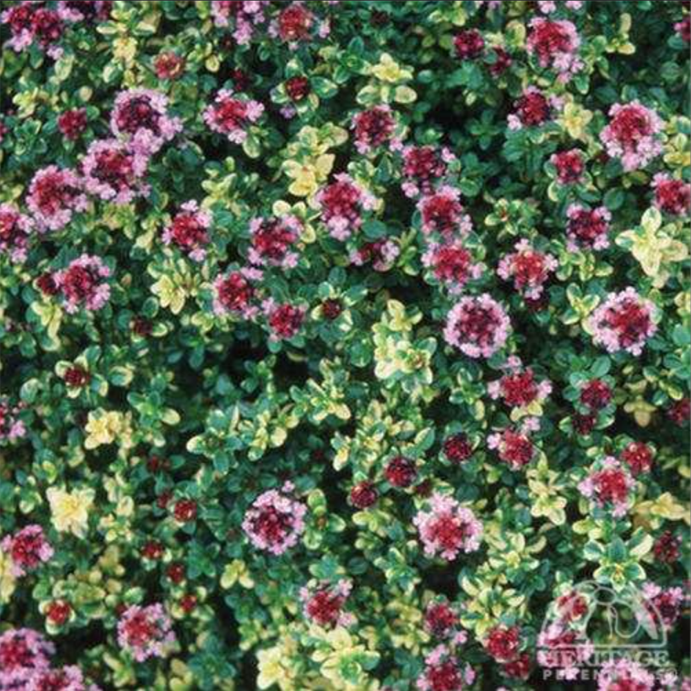 Creeping thyme ‘Doone Valley’