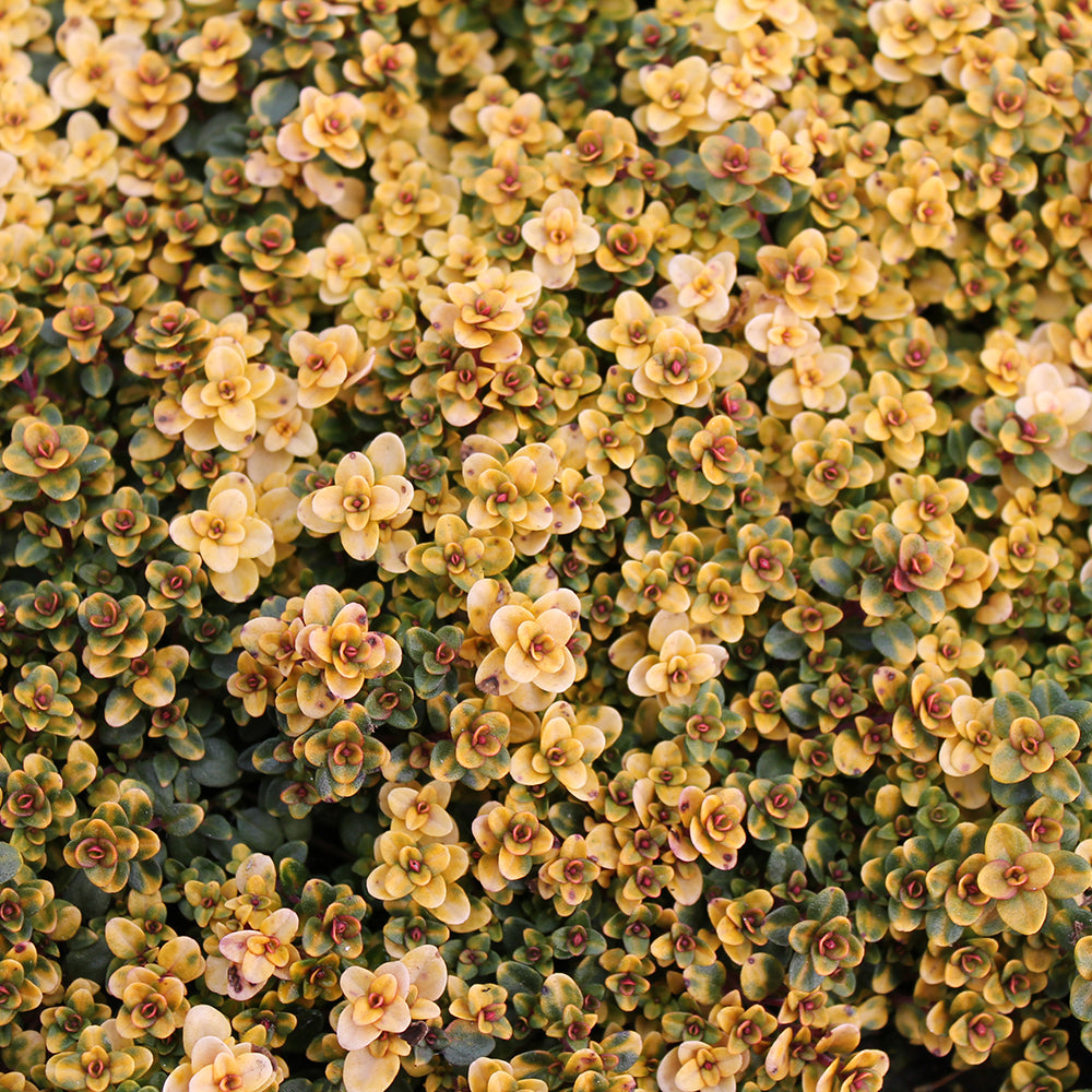 Creeping thyme ‘Doone Valley’