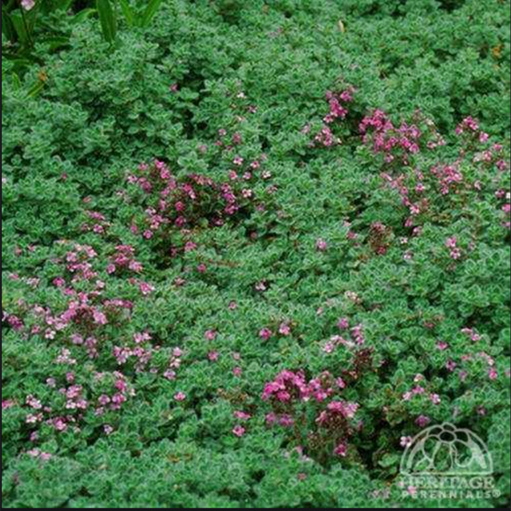 Creeping thyme 'Elfin'