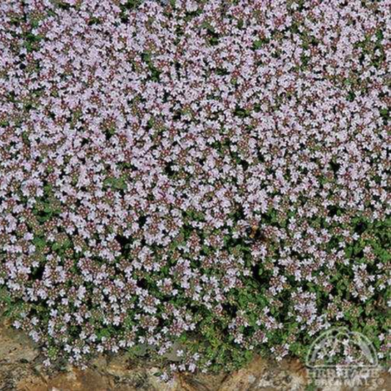 Thyme ‘Pink Chintz’ (Creeping Thyme)