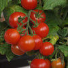 Cherry tomato Tiny tim - Organic
