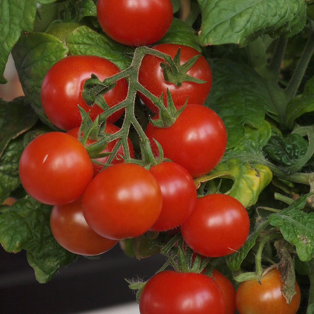 Cherry tomato Tiny Tim (Organic)