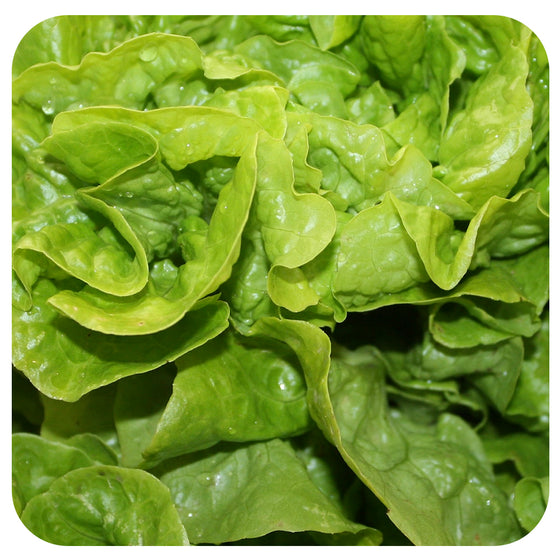 Tom Thumb Lettuce (Organic)