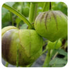 Tomatillo Mix Seeds (Organic)