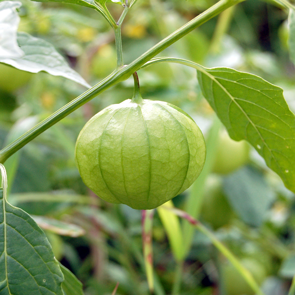 Tomatillo (Vicki's Veggies Organic)