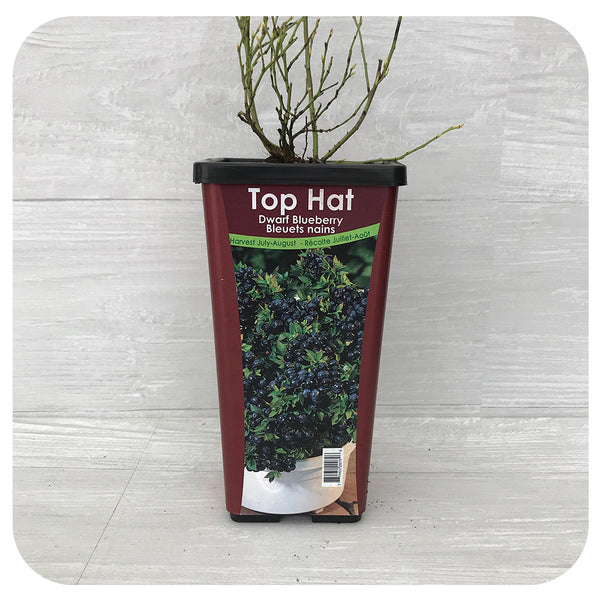Blueberry Patio Top Hat Davenport Garden Centre