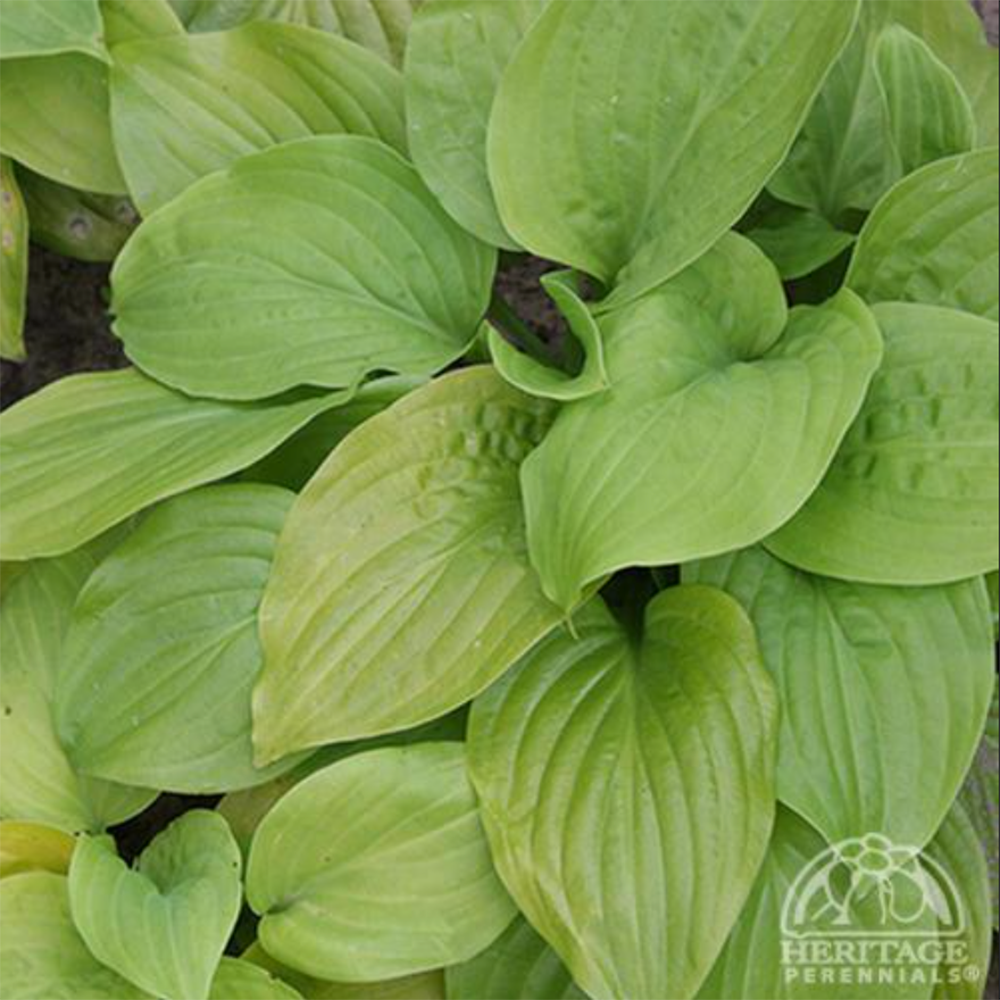 Hosta 'Tortilla Chip'
