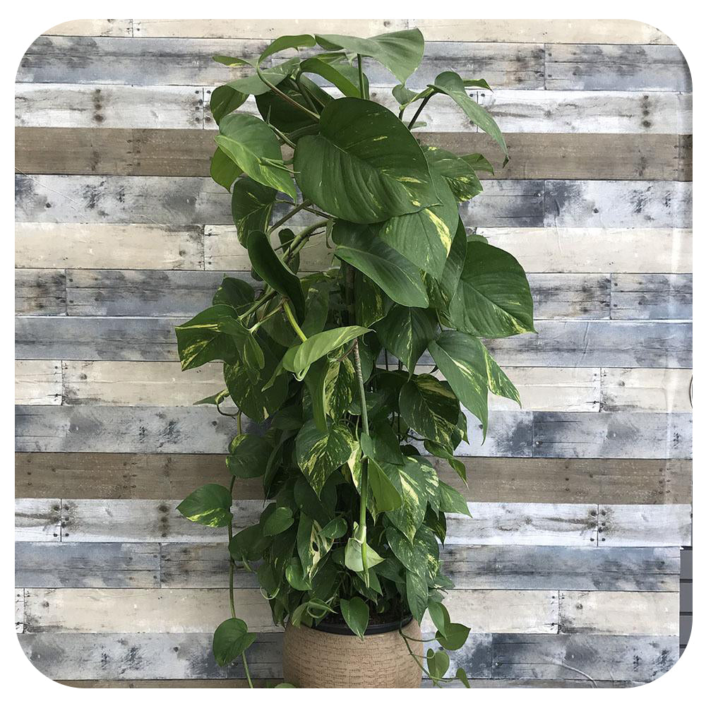 pothos golden totem Pothos Golden Totem