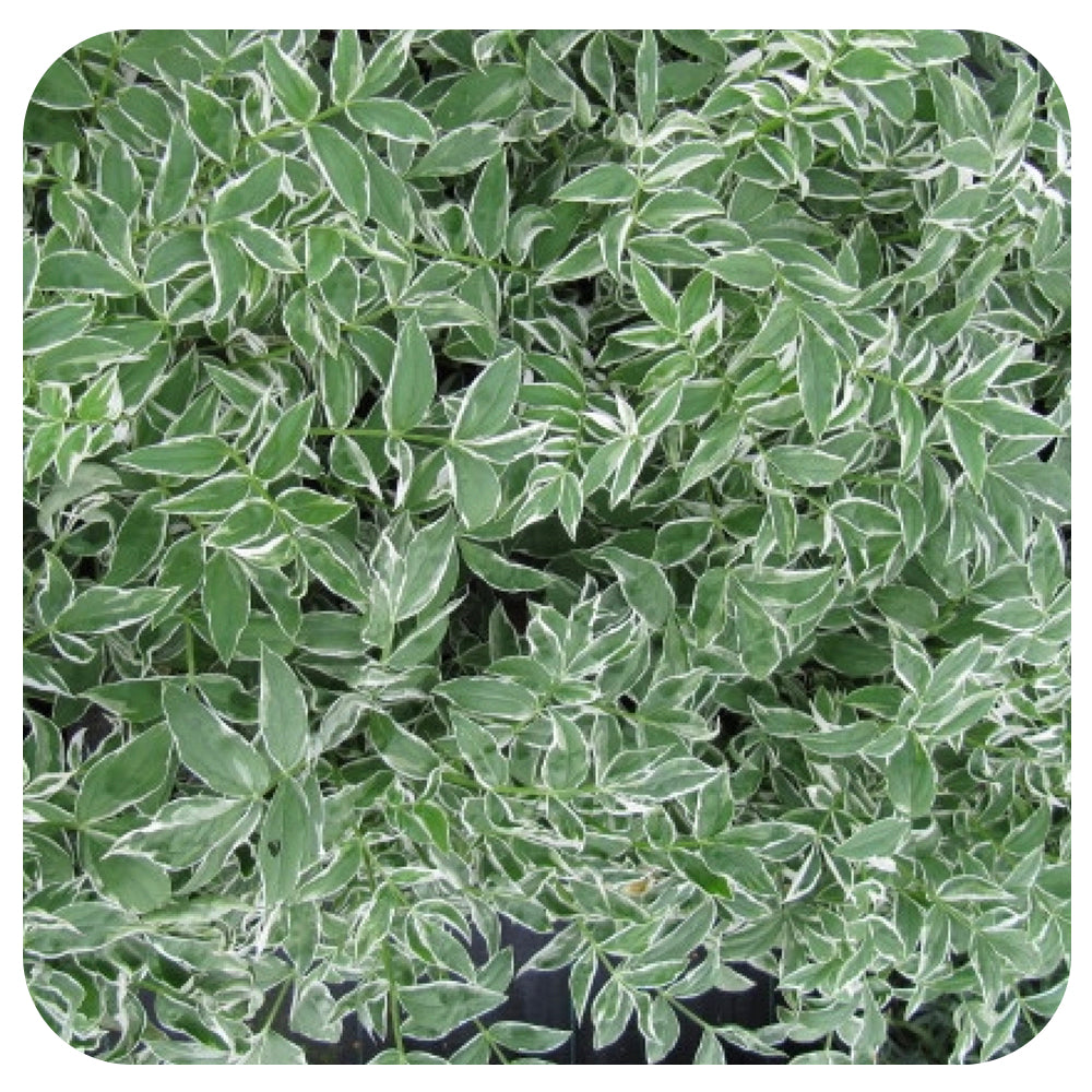 Creeping Jacob's Ladder (Poilemonium reptans 'Touch of Class')