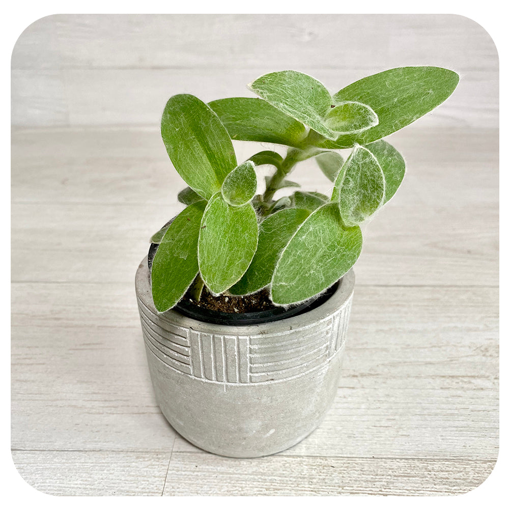 Tradescantia 'White Velvet'