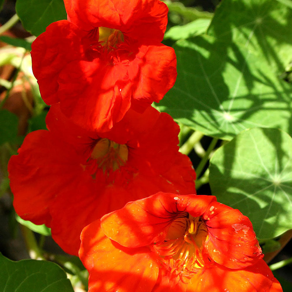 Nasturtium Trailing ( Edible ) - Organic