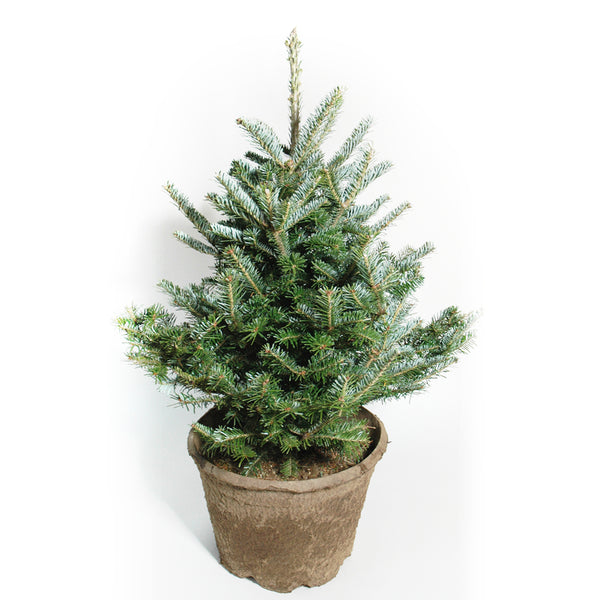 Potted Fraser Fir - Davenport Garden Centre